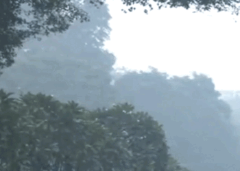 دہلی میں آلودگی کے پیش نظرسرکاری ملازمین کی حاضری 50 فیصد تک محدود