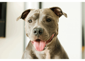 گھر کے باہر کھیل رہے بچے پر ’پٹ بُل‘ کتے کا حملہ، مالک گرفتار