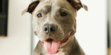 گھر کے باہر کھیل رہے بچے پر ’پٹ بُل‘ کتے کا حملہ، مالک گرفتار