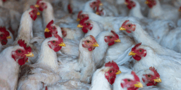 کیرالہ میں برڈ فلو کی تصدیق، پڑوسی ریاست تمل ناڈو میں الرٹ جاری