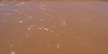 اڈیشہ میں 5 طالبات کی پانی میں ڈوبنے سے موت