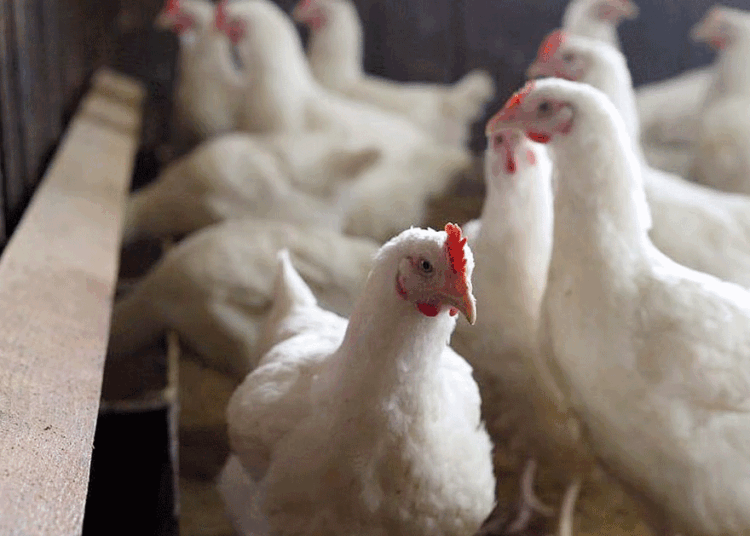 برڈ فلو کی دہشت، پٹنہ کا چڑیا گھر بند، 4,575 مرغیوں کو مارا گیا