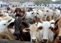 کرناٹک میں مسلمانوں کا بقرعیدپر مویشیوں کی خریداری کا بائیکاٹ
