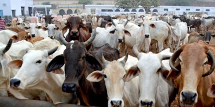 کرناٹک میں مسلمانوں کا بقرعیدپر مویشیوں کی خریداری کا بائیکاٹ