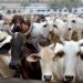 کرناٹک میں مسلمانوں کا بقرعیدپر مویشیوں کی خریداری کا بائیکاٹ